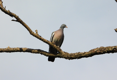 Common Wood-Pigeon