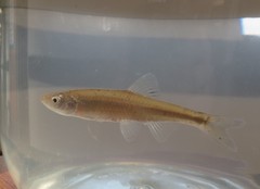 Cyprinella spiloptera