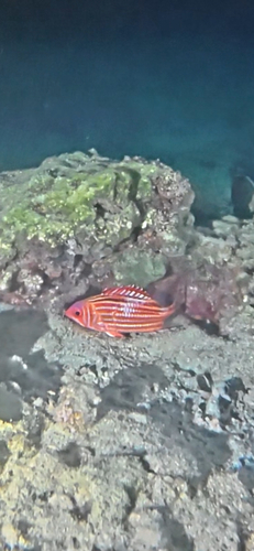 Sargocentron rubrum observed 2026-10-05