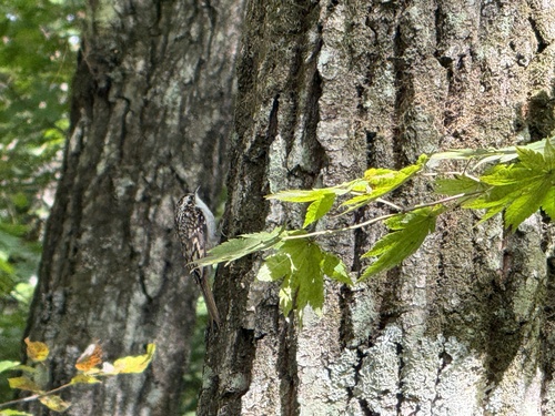 Eurasian Treecreeper