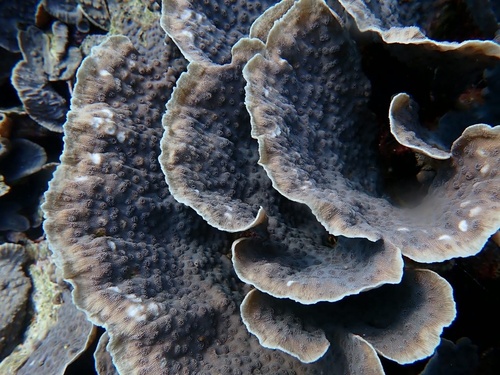Echinopora lamellosa observed 2026-10-04