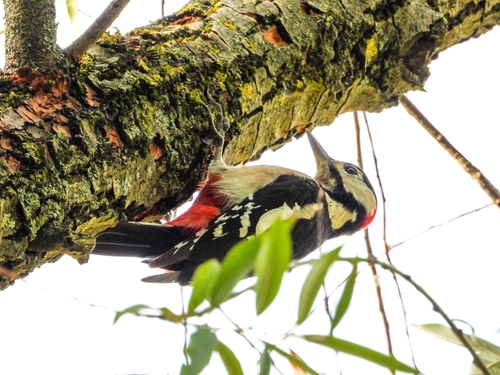 Great Spotted Woodpecker