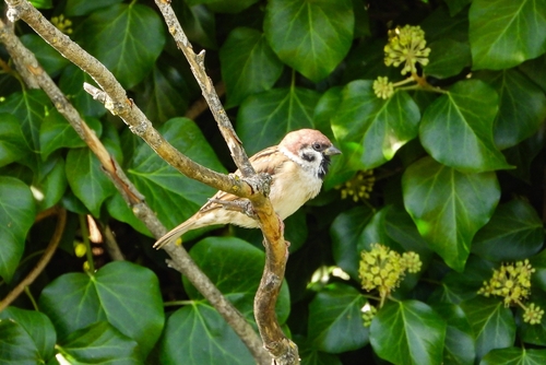 Eurasian Tree Sparrow