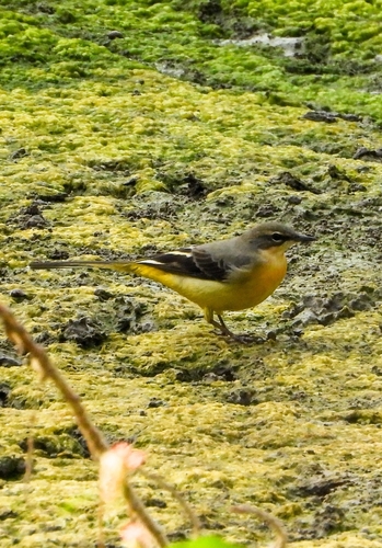 Grey Wagtail