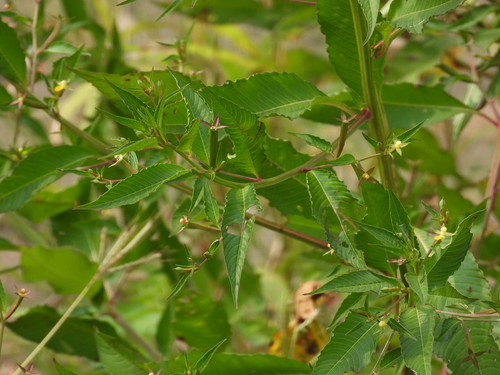 Ludwigia erecta observed 2026-10-05