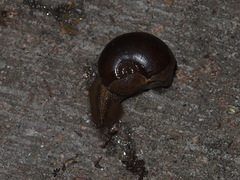 Megaustenia imperator