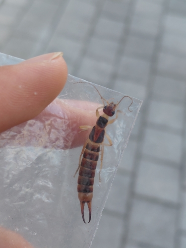 Shore Earwig