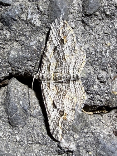Finely-lined Carpet