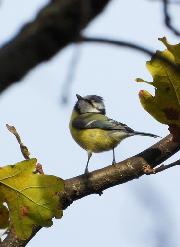 Eurasian Blue Tit