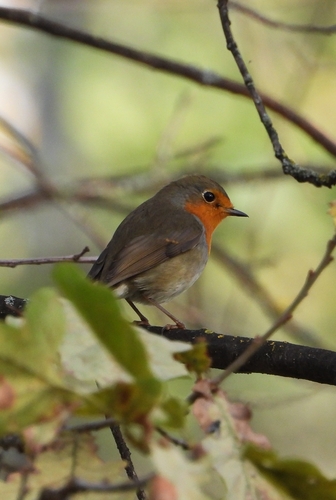 European Robin