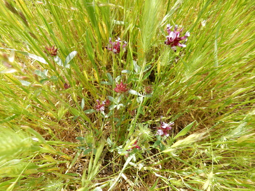 iNaturalist observation photo of tomcat clover