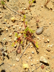 Lastarriaea coriacea