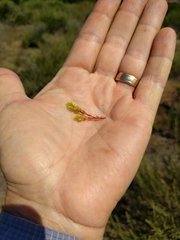 Lastarriaea coriacea