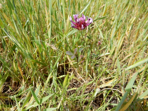 iNaturalist observation photo of tomcat clover