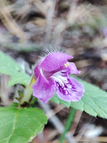 Hairy Hemp-nettle