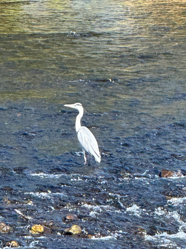 Grey Heron