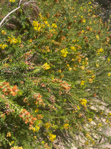 Phyllota, 2026-10-05