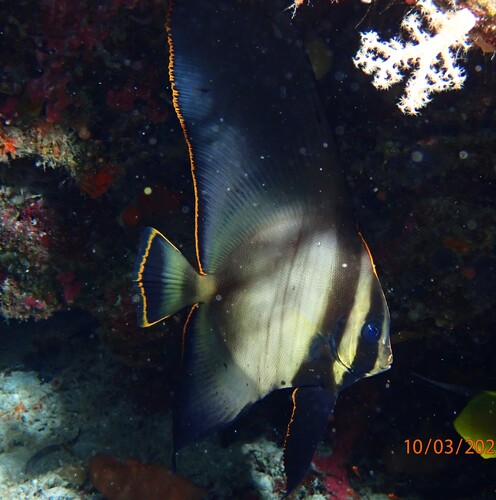 Platax pinnatus observed 2026-10-03