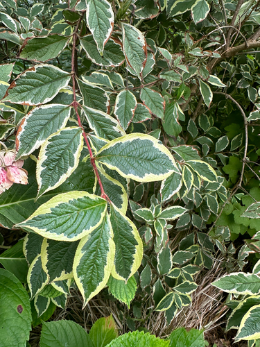 Weigela florida observed 2026-10-05