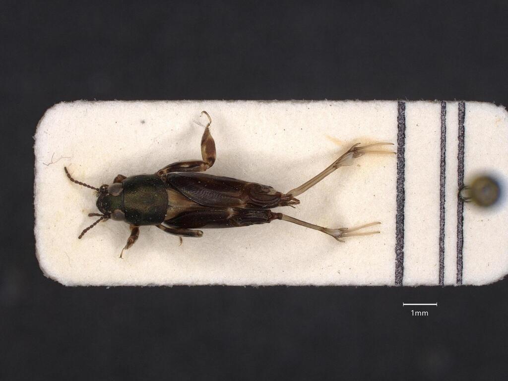 Xya frontomaculata