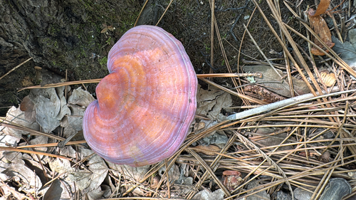 golden reishi