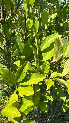 Carolina laurelcherry