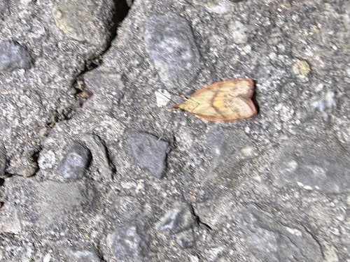 Enchocrates glaucopis