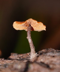 Kuehneromyces brunneoalbescens