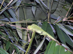 Bronchocela jubata