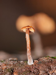 Kuehneromyces brunneoalbescens