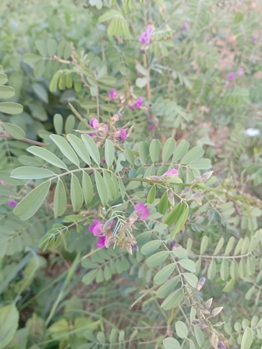 Tephrosia purpurea observed 2026-10-05