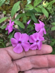Phlox buckleyi