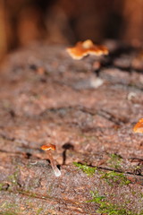 Kuehneromyces brunneoalbescens