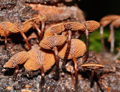 Kuehneromyces brunneoalbescens