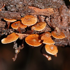 Kuehneromyces brunneoalbescens