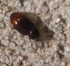 Elaphropus