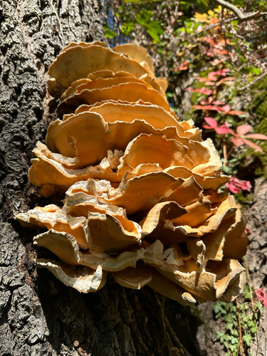 chicken of the woods