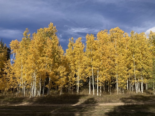 quaking aspen