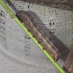 Spodoptera cosmioides