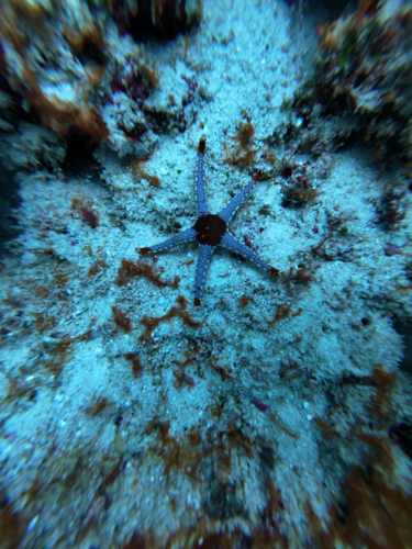 Fromia monilis observed 2026-10-05