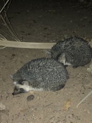 Paraechinus aethiopicus