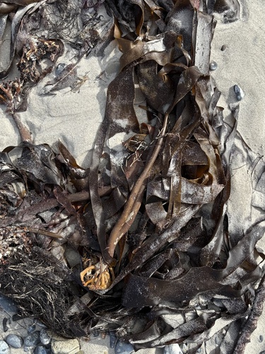 Laminaria hyperborea observed 2026-10-05