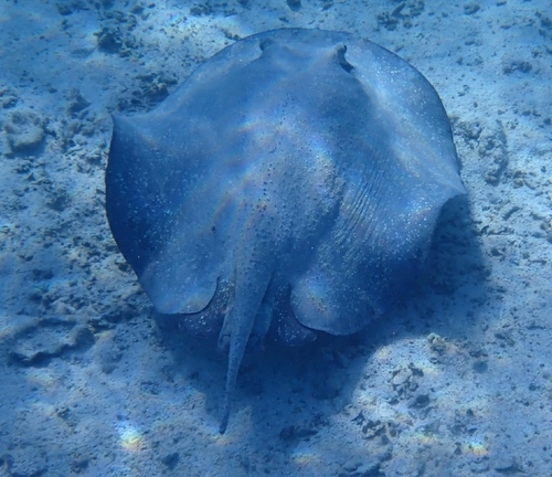 Urogymnus asperrimus observed 2026-09-28
