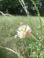 Trifolium vesiculosum