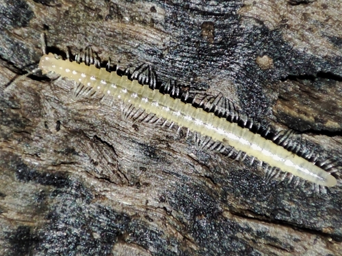 Crossosoma mauriesi
