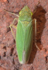 Draeculacephala inscripta
