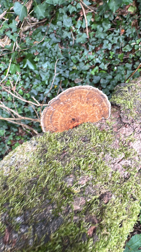 Thin-walled Maze Polypore