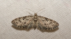 Eupithecia dodoneata