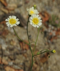 Malacothrix floccifera