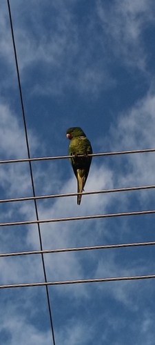 White-eyed Parakeet